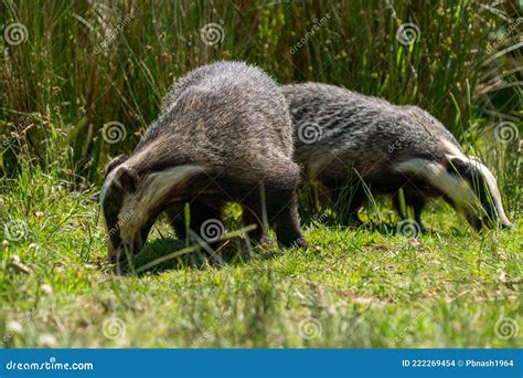 British Badger in a Field Devon England Uk Stock Photo - Image of mustelidae, britain: 222269454