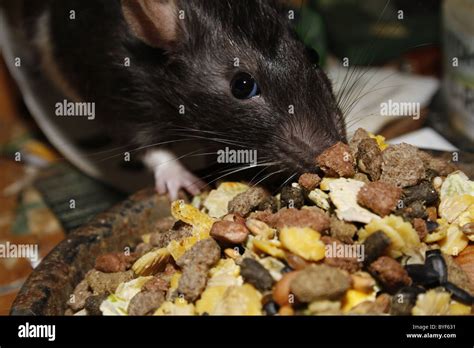 Hungry rat hi-res stock photography and images - Alamy