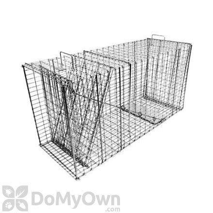 Bobcat Traps for Trapping Bobcats - Bobcat Live Cage Traps & Tips