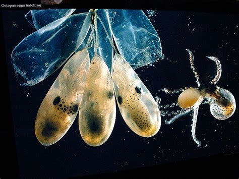 octopus eggs hatching | Sam's board of epicness | Pinterest