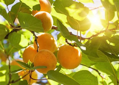 9 Picks for the Best Apricot Tree for Backyard Growing - Minneopa Orchards