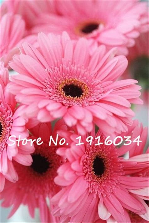 80pcs Gerbera Daisy Seeds - BuyingSeed.com - Free Shipping - Up to 70% OFF