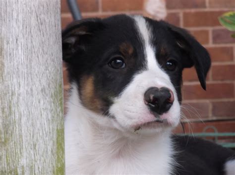 Welsh Sheepdog Puppies | The Farming Forum