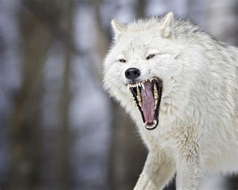 White Wolf Hd