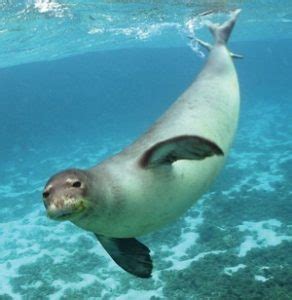 Hawaiian Monk Seal - Facts, Pictures, Habitat, Diet and Population,