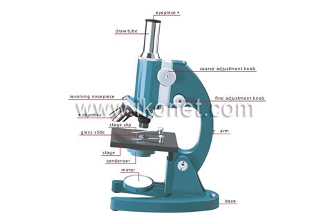 science > physics: optics > magnifying glass and microscopes > microscope image - Visual Dictionary