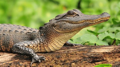 5 Places in Florida to View Alligators in Their Natural Habitat – SheKnows