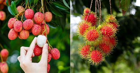 Lychee vs Rambutan | Difference Between Rambutan and Lychee | Balcony