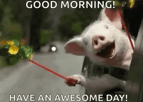 Happy Pig GIF - Happy Pig Car - Discover & Share GIFs