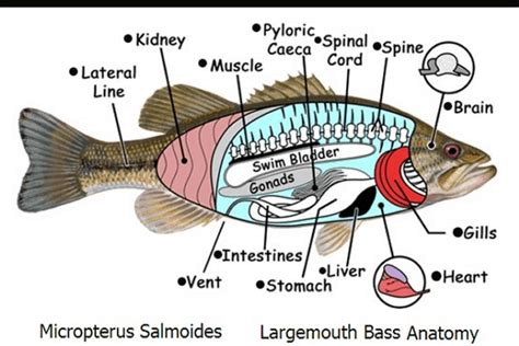 Largemouth Bass Anatomy: What You Need to Know - USAngler