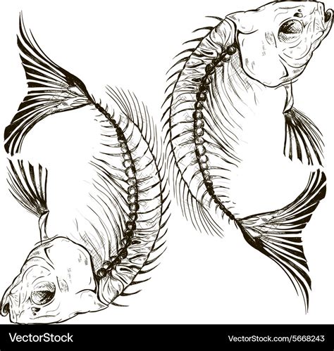 Fish skeleton Royalty Free Vector Image - VectorStock