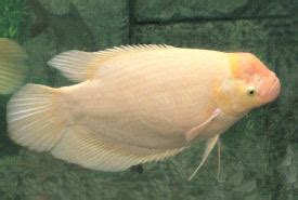 Giant gourami - Alchetron, The Free Social Encyclopedia