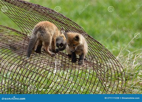 Close Up of Two Baby Red Fox Cub Playing Stock Photo - Image of baby, adorable: 271111228