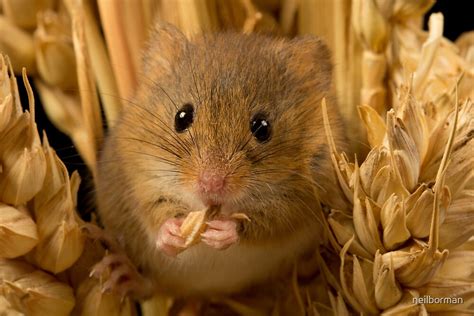 "Harvest mouse eating corn" by neilborman | Redbubble