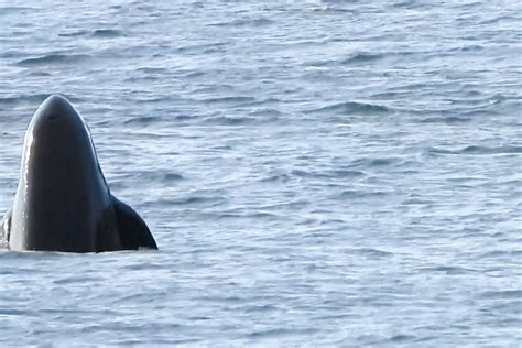 June 26, 2023: J Pod | San Juan Island, WA — Orca Conservancy