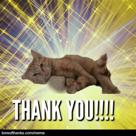 51 Nice Thank You Memes With Cats