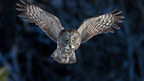 🔥 [40+] Owl Flying Wallpapers | WallpaperSafari