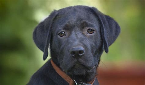 Black Lab - Your Guide To The Black Labrador Retriever - The Labrador Site