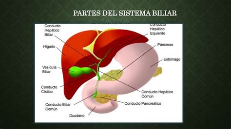 Higado y vesicula biliar