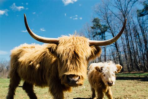 Close-Up Photo of Yak With Long Horns · Free Stock Photo