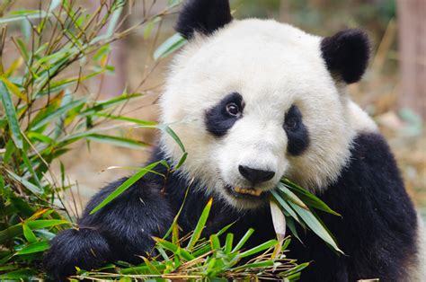 Giant Panda Behavior - Animal Sake