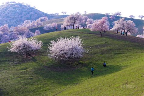 In photos: the magic of China's apricot blossom in spring - Easyvoyage