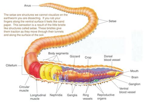 Earthworm Anatomy And Dissection Guide Biology Junction