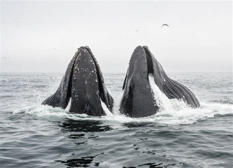 Humpback whales | Wallpapers | Monterey Bay Aquarium