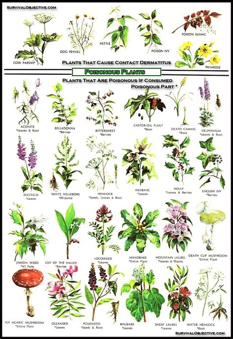 Poisonous plants | Poisonous plants, Edible wild plants, Wild plants