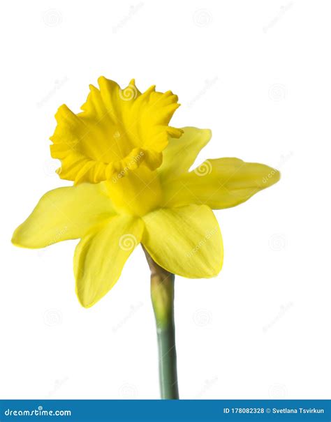 Beautiful yellow daffodil stock photo. Image of white - 178082328