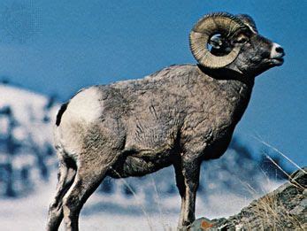 Bighorn sheep | Habitat, Behavior & Adaptations | Britannica