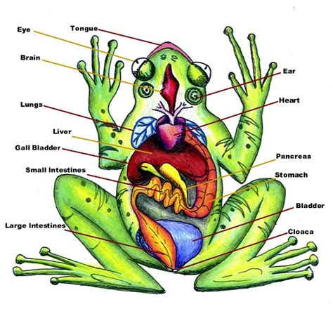 Diagram of Frog Anatomy: Huge Color Image