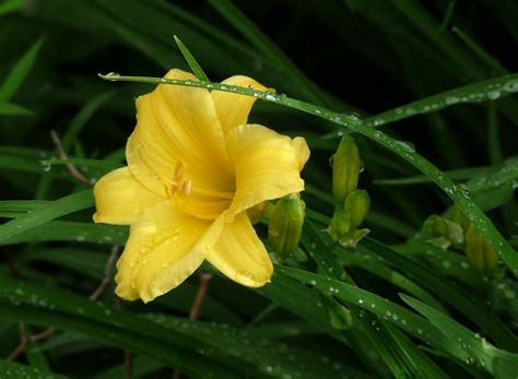 Daylilies: The Versatile Beauties of the Garden - Garden Savvy