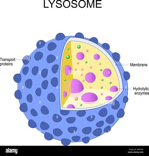 Lysosome In A Cell Diagram