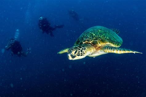 Premium Photo | Sea turtle portrait close up while looking at you