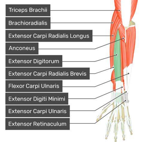 Extensor Digitorum Muscle | GetBodySmart