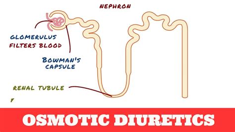 Where Do Osmotic Diuretics Work