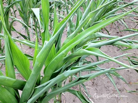 Crystal Cattle: Corn Report: J.Crew and dry corn