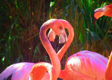 Flamingos in Everglades National Park 1 - 2TravelDads