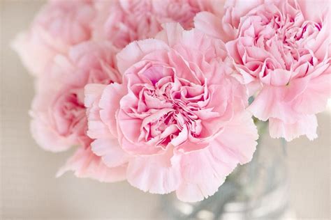 Pink Carnation Color Scheme » Image » SchemeColor.com