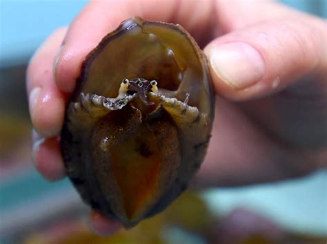 3,200 White Abalone Released In An Effort To Beat Extinction