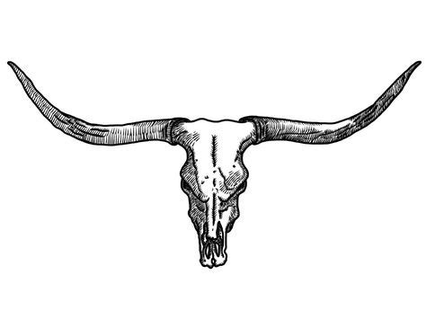 Blind Contour Taurus Cow Bull Head Skull Drawing - (Digital Art Print ...