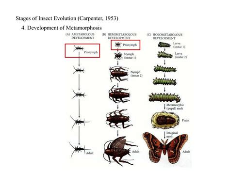 PPT - Insect Evolution PowerPoint Presentation, free download - ID:4241522