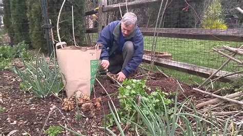 HARVESTING JERUSALEM ARTICHOKES - YouTube