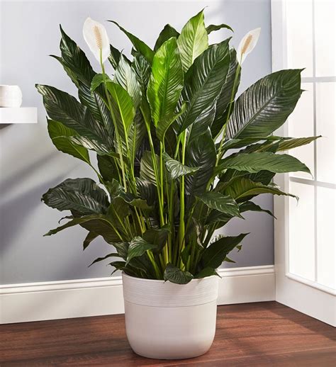 Calming Peace Lily Floor Plant | 1800flowers.com