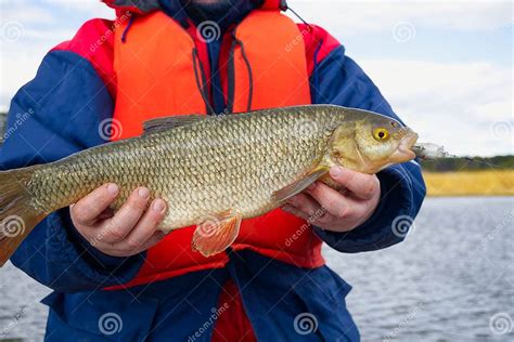 Ide Fish in the Hands of the Angler. Big Ide Fish Stock Photo - Image of fisherman, catch: 266813704