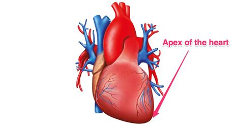 Apex of The Heart: Definition & Location