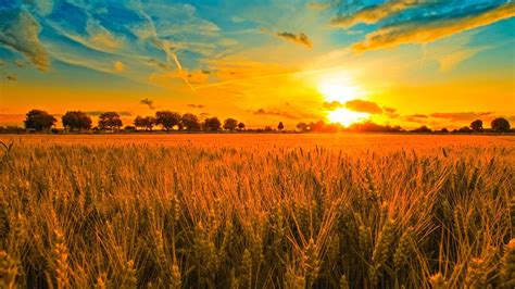 sunset-and-wheat-field-wallpaper-hd-awesome-beautiful-hd-high-quality ...