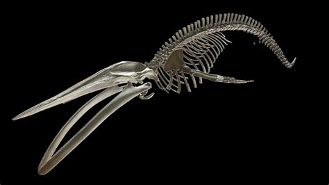 Blue whale skeleton by NHM_Imaging Giant Skeleton, Skeleton Art, Animal Skeletons, Animal Skulls ...