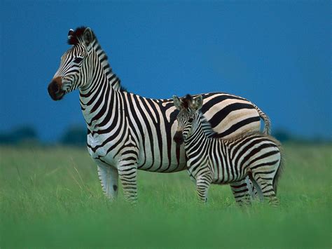 WildLife: Zebra Hd Wallpaper 2012